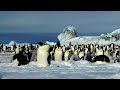 嫦娥奔南北極 【第一~十合集】 emperor penguin tour of antarctic snowhill island