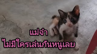 ไม่มีใครมาเล่นกับหนูเลย‼️@stray_cats @cats_home