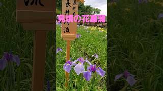 見頃になった花菖蒲(若山かずさ)2024 枚方山田池公園花しょうぶ園 大阪府 #music #flowers #紫陽花