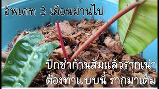 Ep#26 อัพเดท 3 เดือนผ่านไป ปักชำก้านส้มแล้วรากเน่า ต้องทำแบบนี้ รากมาเต็ม