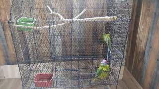 Plum head parrot or blossom head parrot