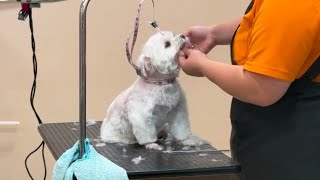 トリミングを頑張る愛犬の凛とした姿に胸が熱くなりました