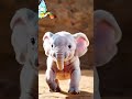 magical baby elephant journey 🌟🐘 a must watch elephant viralshorts ytshorts trending