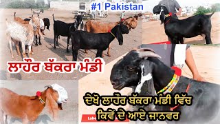 ਲਾਹੌਰ ਬੱਕਰਾ ਮੰਡੀ ਵਿੱਚ ਕਿਸ ਤਰ੍ਹਾਂ ਦੇ ਆਏ ਜਾਨਵਰ #1 Pakistan - Lahore Bakra Mandi @bawagoatfarm