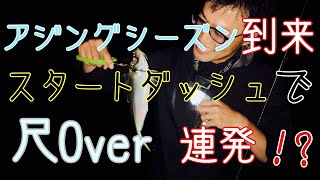 【神回】アジングシーズン到来！スタートダッシュで尺Over連発！？