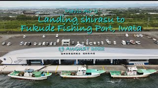 Landing shirasu to Fukude Fishing Port, Iwata _ 福田漁港のしらす水揚げ, 磐田