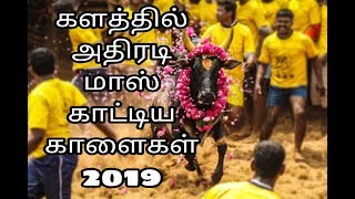 Jallikattu - Kagganur Bagalur - Bulls Race 2019