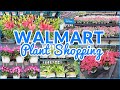 WALMART PLANT SHOPPING ANNUALS PERENNIALS HERBS VEGETABLES SHOP WITH ME