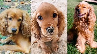 Cocker spaniel | Funny and Cute dog video compilation in 2025