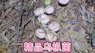 老罗为捡乌枞菌也太拼了天没亮拿手电筒去找，采到一窝比一窝多 #大自然的馈赠 #乌枞菌#采枞菌的乐趣