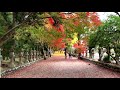 積田神社　イチョウ　三重県名張市　落葉　演舞　紅葉　名張市観光協会　名張市議会議員小林まさるのyoutubeチャンネル