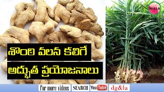 HEALTH - AYURVEDA - HEALTH BENEFITS OF DRY GINGER శొంఠి  వల్ల కలిగే ఆరోగ్య ప్రయోజనాలు