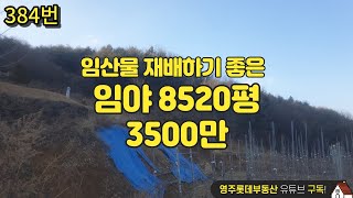 임산물 재배하기 좋은 임야 8520평 3500만