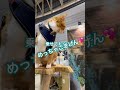 お試しに乗せてもらったよ cat catlover 猫 ねこ 猫動画 猫のいる暮らし 猫のいる生活 保護猫 茶トラ ねこ部 猫と流木 猫好きさんと繋がりたい ペット博