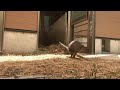 本日のクオッカアイランド（埼玉県こども動物自然公園　公式 saitamachildrenszoo official ）