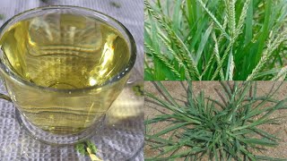 Goose grass tea || Paragis grass tea preparation || How to prepare fresh natural herbal tea