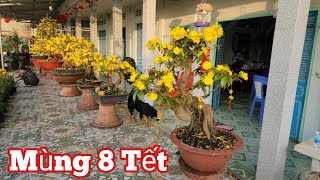 Mùng 8 Tết - Các Giống Mai Nở Hoa