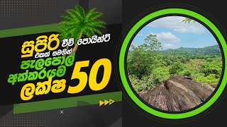 Land For Sale Kirindiwela | සුපිරිම වීව් පොයින්ට් එකක් සමගින් ගම්පහින් පැල පොල් අක්කරයම ලක්ෂ 50යි.