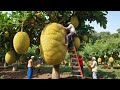 Amazing Garden &  jack fruit farm