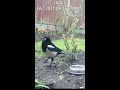 two magpies short