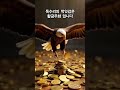 독수리의 먹잇감은 황금주화입니다