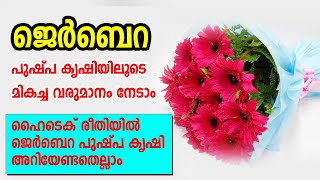 ജെർബെറ പുഷ്പ കൃഷിയിലൂടെ മികച്ച വരുമാനം  നേടാം| GERBERA FLOWER FARMING INFORMATION |ACV| MANNU EPI 30