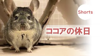 【チンチラ】ココアのトンネル遊び　Chinchilla #Shorts