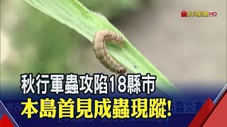 全台發現55隻秋行軍蟲成蟲!明全面啟動二階防疫 做好長期抗戰!防檢局籲:勿亂噴藥│非凡新聞│20190617