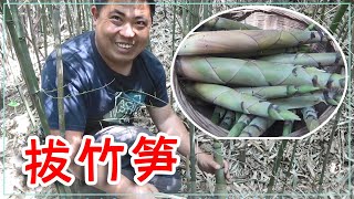 这样拔竹笋太过瘾了，胖哥20分钟就拔了上百斤，满山的竹笋拔不完【山村胖哥】