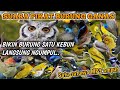 suara pikat semua jenis burung ❗ MP3 ini yang paling ampuh sudah terjamin di coba