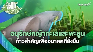 อนุรักษ์หญ้าทะเลและพะยูนก้าวสำคัญเพื่ออนาคตที่ยั่งยืน​ | นครฮีลใจ | วันใหม่วาไรตี้