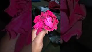 Love ❤️😘#mylove #shortsfeed #iloveyou #valentinegift #shorts #viralvideo #rose #roseflower #roseday