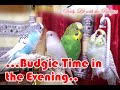 Budgies | Life with budgies | Bless and Wheng Creatives