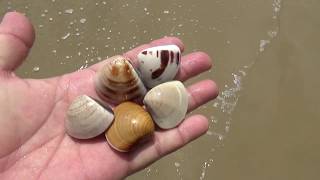 Hard-Shelled clam. Finding \u0026 Cooking