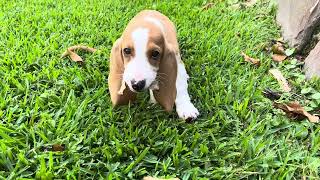 Lucy playing and eating leaves ￼