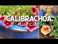 😃 Calibrachoa Care | Friday Plant Chat 😃