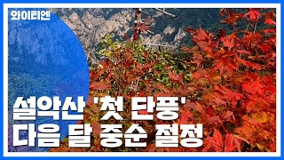 설악산 울긋불긋 '첫 단풍'...다음 달 중순 절정 / YTN