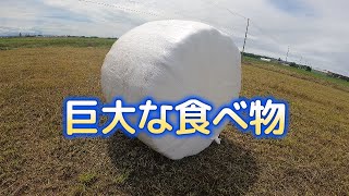 保存できる🐂の餌ができるまで！