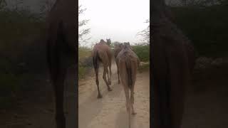 Cemal ride in desert 🥵 #animals #cemal #animalrights #nature #camells #animalwelfare #wildlife