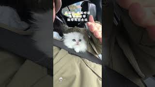 遵纪守法小猫咪猫咪  小猫咪 萌宠 小奶猫 萌到爆炸了💥