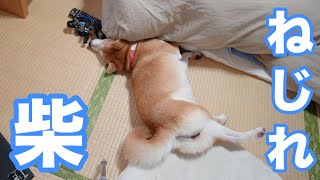 柴犬小春　寝相がイナバウアー！だがそれがいい　後編、秋晴れの異人館