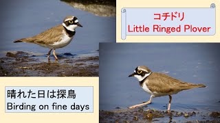 「コチドリ」は黄色いアイリングが印象的な小鳥　“Little Ringed Plover” is a little bird with striking yellow eye-rings