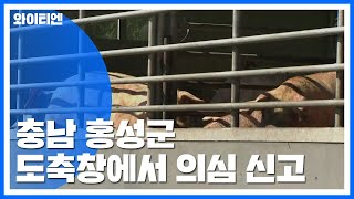 충남 홍성군 도축창에서 의심 신고...19마리 폐사 / YTN