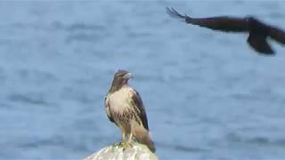 Dive Bombing Crows