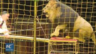 Dancing with lions: Circus show by Ukrainian father and son