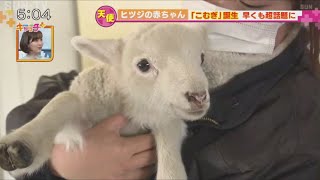 ヒツジの赤ちゃん「こむぎ」誕生 早くも話題に