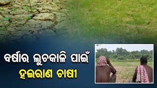 ବର୍ଷାର ଲୁଚକାଳି ପାଇଁ ହଇରାଣ ଚାଷୀ| Odisha Reporter