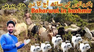 Bakrwals Traveling in Kashmir | Khana Badosh | Nomads life | Life of Bakarwals | Tribes of Himalayas