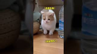 【矮脚虎凸凸】本以为凸凸终于要硬气一回了，没想到…#猫咪 #萌宠 #Shorts