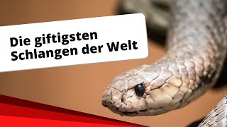 Top-10: Die giftigsten Schlangen der Welt